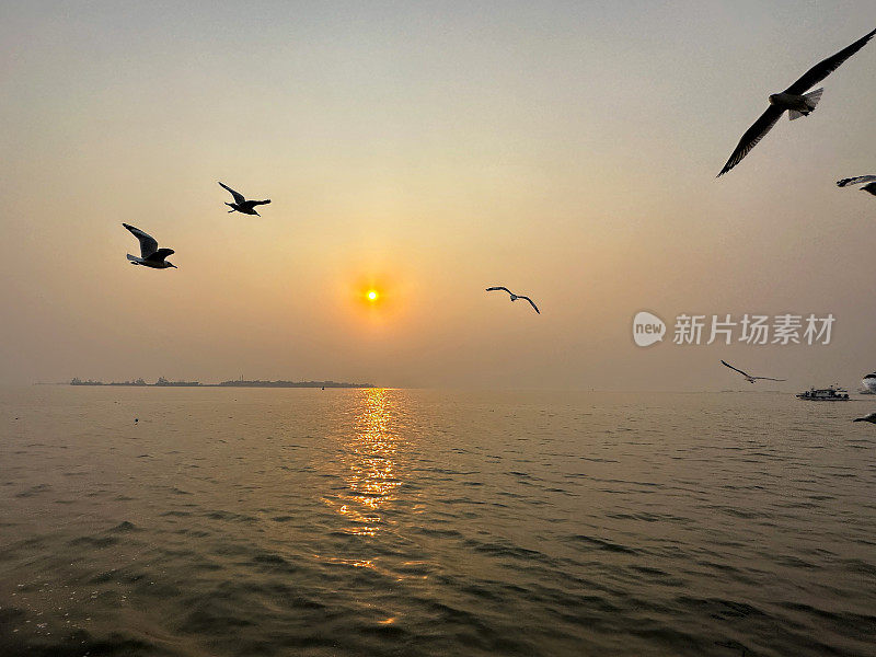 一群细长喙鸥(chicocephalus genei)在日落的天空飞过海浪的特写图像，夕阳带着橙色的光环在印度洋上空飞行，重点在前景